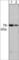 PKC antibody, PM2421, ECM Biosciences, Western Blot image 