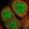 NDRG Family Member 3 antibody, PA5-53643, Invitrogen Antibodies, Immunofluorescence image 