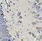 Eukaryotic Translation Initiation Factor 3 Subunit C antibody, FNab02703, FineTest, Immunohistochemistry frozen image 