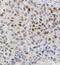 SRP Receptor Subunit Alpha antibody, FNab08238, FineTest, Immunohistochemistry frozen image 