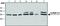 Heterogeneous Nuclear Ribonucleoprotein A1 antibody, GTX25832, GeneTex, Western Blot image 