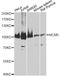 Minichromosome Maintenance Complex Component 5 antibody, STJ27502, St John