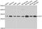 CD47 Molecule antibody, orb247875, Biorbyt, Western Blot image 