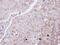 Glucagon Receptor antibody, PA5-27183, Invitrogen Antibodies, Immunohistochemistry frozen image 
