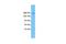 Kinesin Family Member 21A antibody, PA5-40809, Invitrogen Antibodies, Western Blot image 