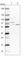 Dihydrouridine Synthase 3 Like antibody, HPA041854, Atlas Antibodies, Western Blot image 