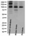 Glutamate Metabotropic Receptor 1 antibody, M03049, Boster Biological Technology, Western Blot image 