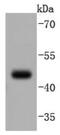 Paired Box 5 antibody, NBP2-67874, Novus Biologicals, Western Blot image 