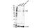 Diacylglycerol Kinase Alpha antibody, 16775S, Cell Signaling Technology, Western Blot image 