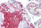 Fibrinogen Gamma Chain antibody, NBP1-69291, Novus Biologicals, Immunohistochemistry frozen image 