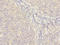 Membrane Spanning 4-Domains A4A antibody, LS-C399633, Lifespan Biosciences, Immunohistochemistry paraffin image 