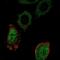 Motile Sperm Domain Containing 3 antibody, NBP2-57509, Novus Biologicals, Immunocytochemistry image 