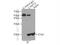 Canopy FGF Signaling Regulator 2 antibody, 14635-1-AP, Proteintech Group, Immunoprecipitation image 