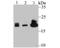 Proteasome Subunit Beta 9 antibody, A02867-1, Boster Biological Technology, Western Blot image 