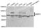 SRSF Protein Kinase 1 antibody, abx004491, Abbexa, Western Blot image 