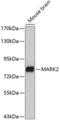 Microtubule Affinity Regulating Kinase 2 antibody, 19-943, ProSci, Western Blot image 