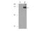 Cell Division Cycle 27 antibody, P03905, Boster Biological Technology, Western Blot image 
