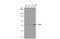 TANK Binding Kinase 1 antibody, GTX113057, GeneTex, Western Blot image 