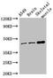 Transmembrane Protein 43 antibody, CSB-PA023840LA01HU, Cusabio, Western Blot image 