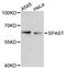 Spastin antibody, STJ113656, St John