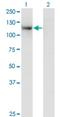 Teashirt Zinc Finger Homeobox 1 antibody, H00010194-M07, Novus Biologicals, Western Blot image 