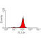 Signal Regulatory Protein Alpha antibody, SM1765F, Origene, Flow Cytometry image 