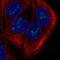 Double Zinc Ribbon And Ankyrin Repeat Domains 1 antibody, PA5-66676, Invitrogen Antibodies, Immunofluorescence image 