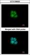 Basic Helix-Loop-Helix Family Member E40 antibody, GTX109630, GeneTex, Immunocytochemistry image 