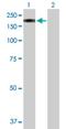 Mannosidase Alpha Class 2B Member 2 antibody, H00023324-B01P, Novus Biologicals, Western Blot image 