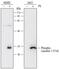 Caveolin 1 antibody, MAB7418, R&D Systems, Western Blot image 