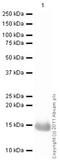 Lysozyme antibody, ab108508, Abcam, Western Blot image 