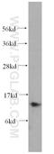 P50116 antibody, 14226-1-AP, Proteintech Group, Western Blot image 