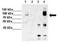 Heterogeneous Nuclear Ribonucleoprotein U Like 1 antibody, GTX49009, GeneTex, Immunoprecipitation image 