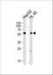 Fanconi anemia group C protein antibody, A02387-1, Boster Biological Technology, Western Blot image 