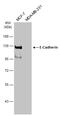 Cadherin 1 antibody, GTX124178, GeneTex, Western Blot image 