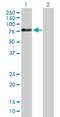 Adaptor Protein, Phosphotyrosine Interacting With PH Domain And Leucine Zipper 2 antibody, H00055198-B01P, Novus Biologicals, Western Blot image 