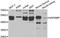 SAP30 Binding Protein antibody, LS-C335673, Lifespan Biosciences, Western Blot image 