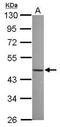 Nuclear Factor I X antibody, PA5-31234, Invitrogen Antibodies, Western Blot image 
