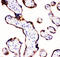 Cytochrome P450 Family 11 Subfamily A Member 1 antibody, LS-C312850, Lifespan Biosciences, Immunohistochemistry frozen image 