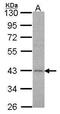 Adrenoceptor Alpha 2C antibody, GTX100334, GeneTex, Western Blot image 