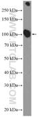 ATPase Na+/K+ Transporting Subunit Alpha 1 antibody, 14418-1-AP, Proteintech Group, Western Blot image 