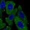 TPD52 Like 2 antibody, PA5-61532, Invitrogen Antibodies, Immunofluorescence image 