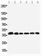 Nucleophosmin 1 antibody, PA1931, Boster Biological Technology, Western Blot image 