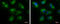 3-hydroxyacyl-CoA dehydrogenase type-2 antibody, GTX100301, GeneTex, Immunocytochemistry image 