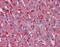 Frizzled Class Receptor 2 antibody, orb89319, Biorbyt, Immunohistochemistry paraffin image 