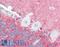 SLIT And NTRK Like Family Member 2 antibody, LS-B3218, Lifespan Biosciences, Immunohistochemistry paraffin image 