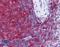 SH3 Domain Binding Protein 1 antibody, LS-B3930, Lifespan Biosciences, Immunohistochemistry frozen image 