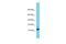 Mediator Complex Subunit 31 antibody, PA5-70247, Invitrogen Antibodies, Western Blot image 