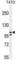 Collagen Type I Alpha 2 Chain antibody, abx026326, Abbexa, Western Blot image 