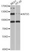 Integrator Complex Subunit 5 antibody, LS-C748688, Lifespan Biosciences, Western Blot image 